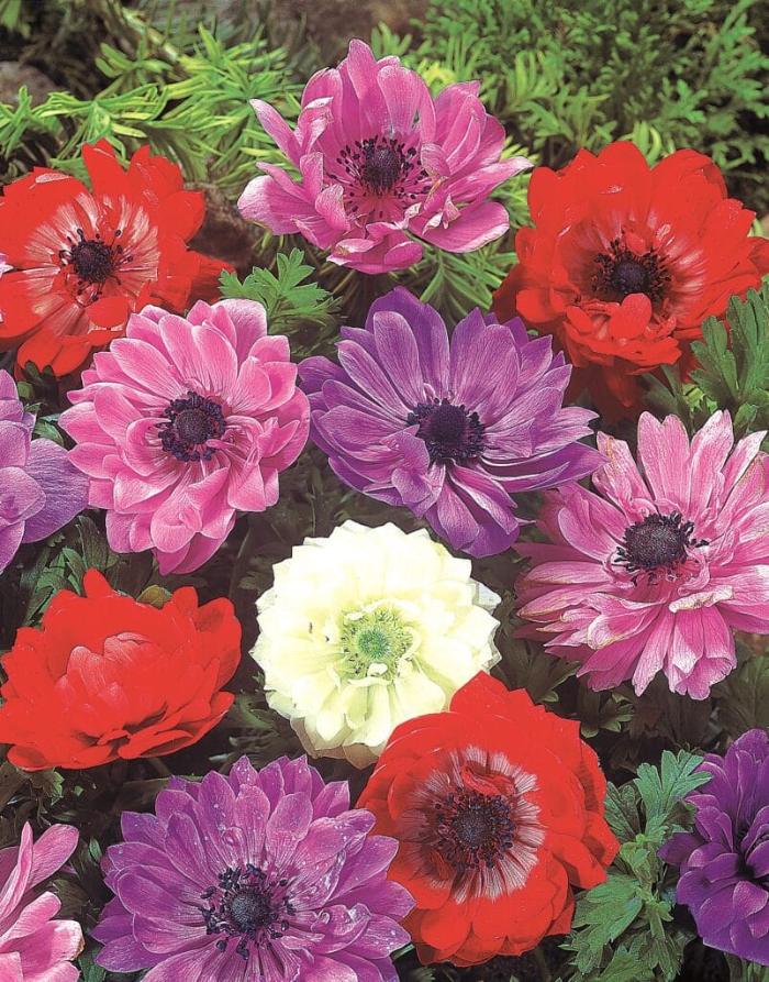 Anemone coronaria St. Brigid, double flowers in mixed colours