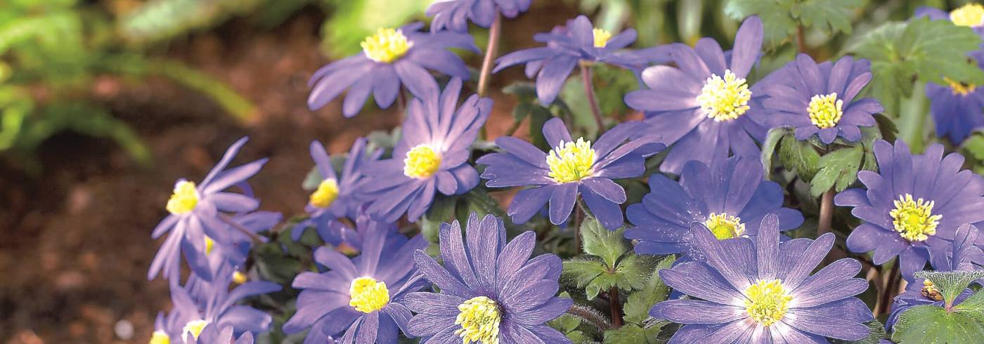 How to grow anemones, a carpet of Anemone blanda in flower in early spring
