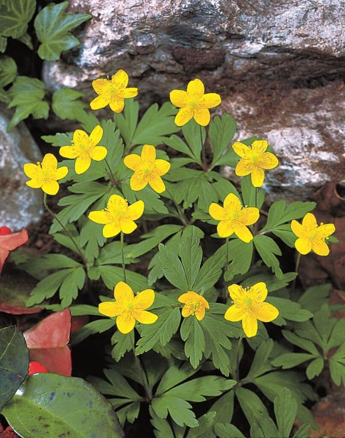 Anemone nemorosa ranunculoides, rich yellow wood anemone
