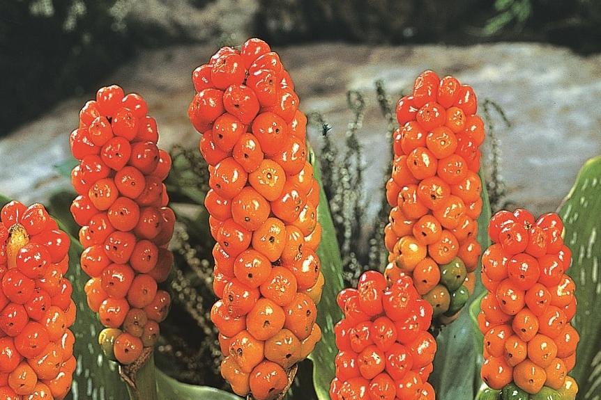 Close up of the orange red berry spikes of arum italicum Marmoratum