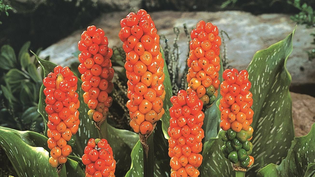 How to grow arum italicum, Marmoratum in orange red berry in late summer