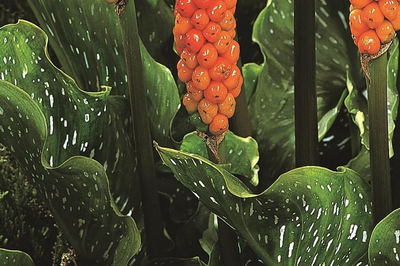 Arum italicum Marmoratum, dark green leaves marbled with cream