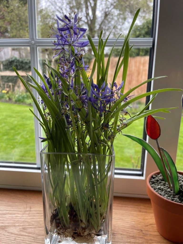 Camassia growing in a glass vase of water on a windowsill