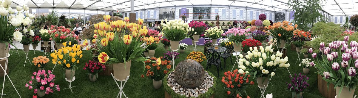 The Bloms Bulbs stand at the Chelsea Flower Show, filled with tulips in bloom