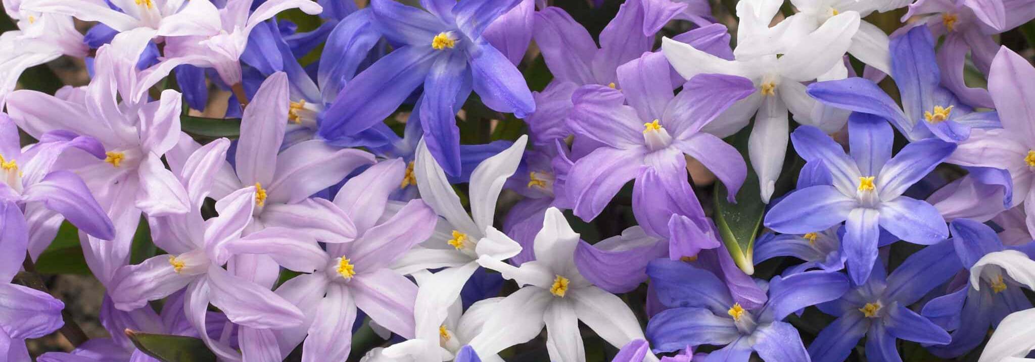 How to grow chionodoxa, a drift of luciliae Assorted in flower in March