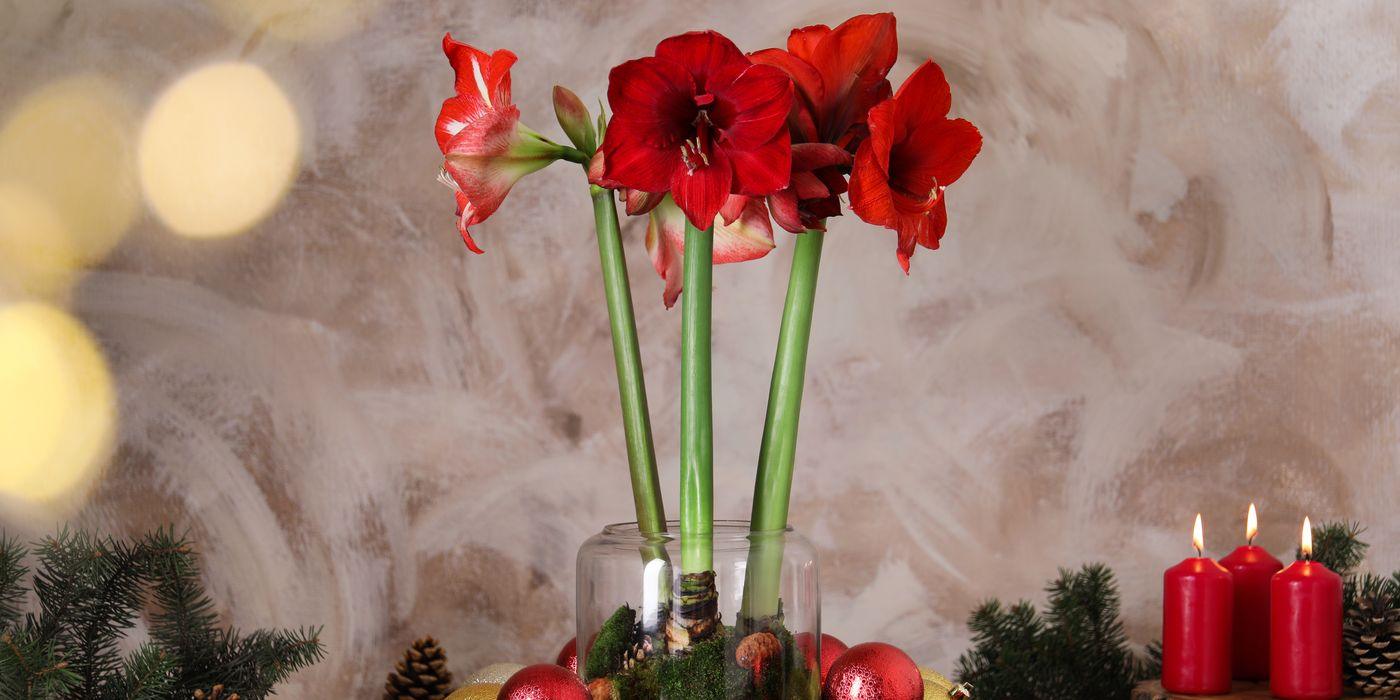 How to grow amaryllis, red amaryllis in flower for Christmas with baubles and candles
