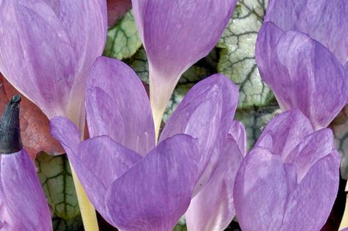 Colchicum The Giant in flower among autumn leaves