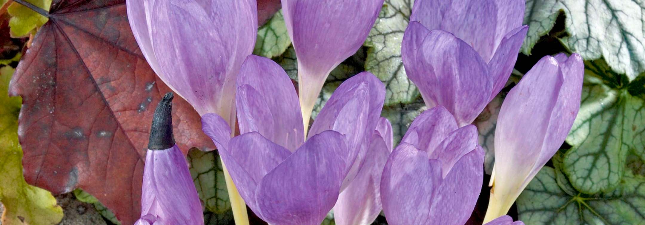 How to grow colchicum and autumn crocus, The Giant in flower in September