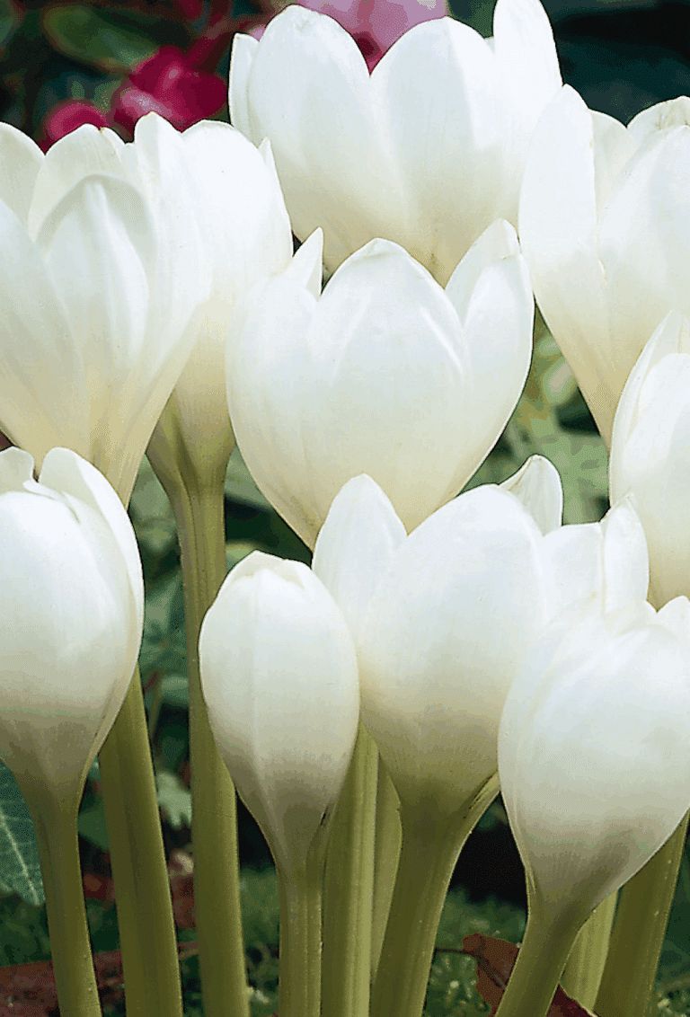Colchicum speciosum album, pure white goblets on bare stems