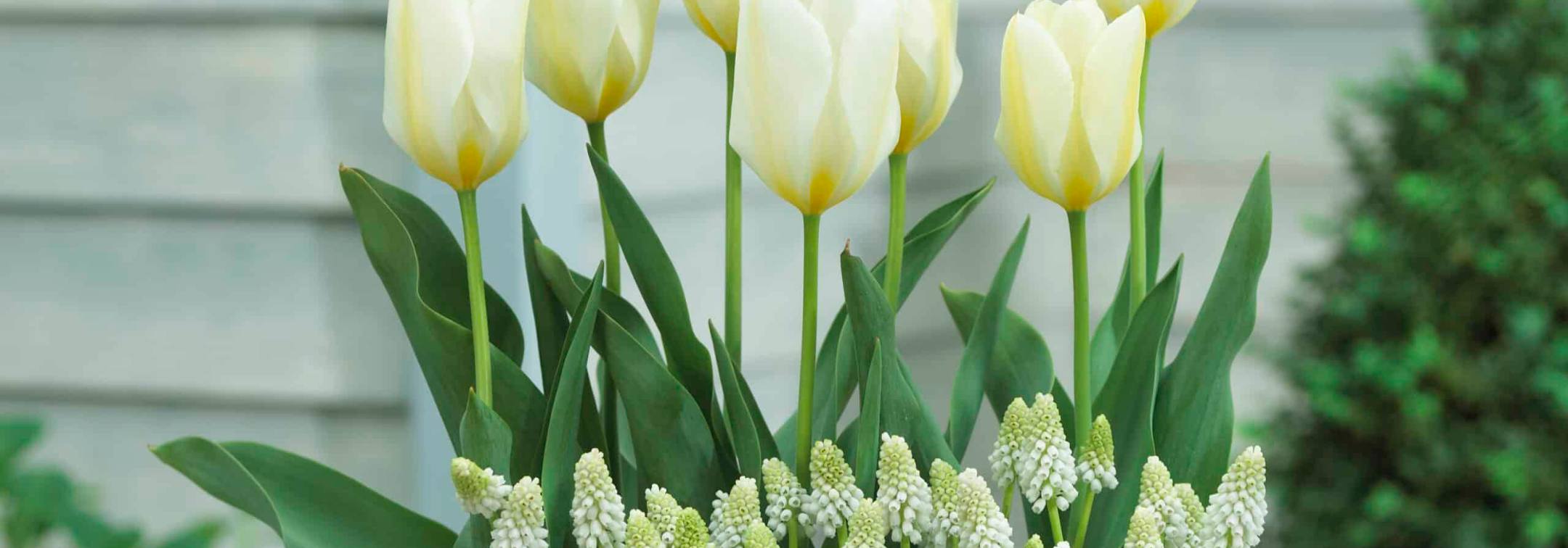 Combination planting, tulip Purissima over a carpet of white muscari