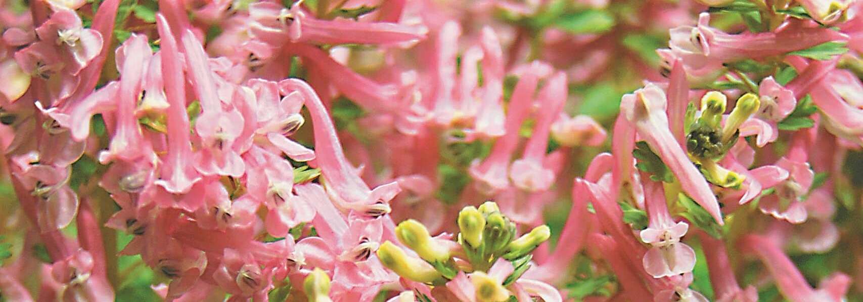 How to grow corydalis solida, Beth Evans in rose pink flower in March