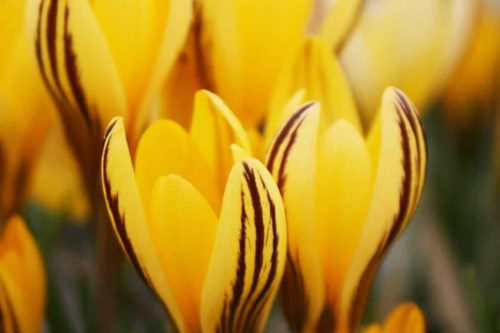 Bright yellow crocus flowers with dark purple striping on closed petals in early spring bloom.