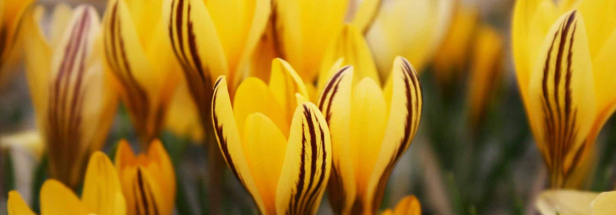 How to grow crocus, Early Gold in flower in February