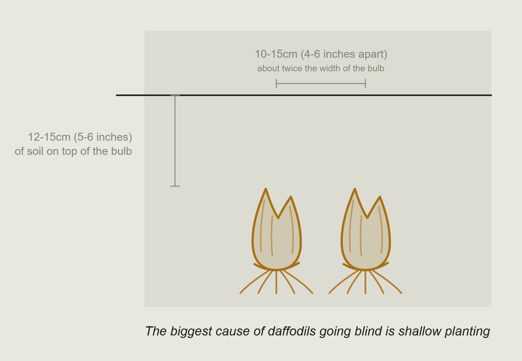 How to grow daffodils, planting depth of 12 to 15cm and spacing of 10 to 15cm