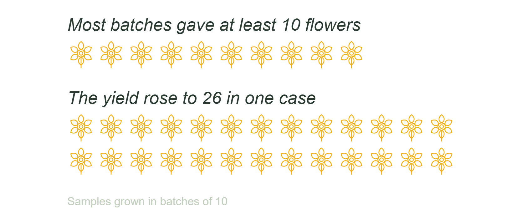 Ten daffodil flowers from one batch of ten bulbs against twenty six from another