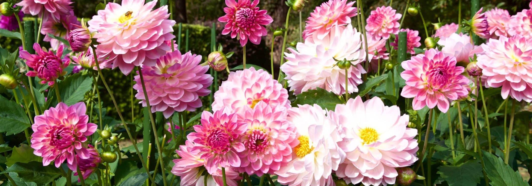 How to grow dahlias, a bed of pink and blush dahlias in full flower with their canes among them