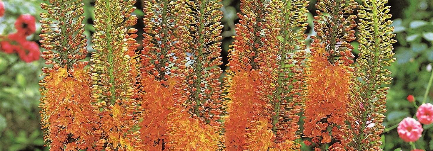 How to grow eremurus, Cleopatra foxtail lily in orange flower in June