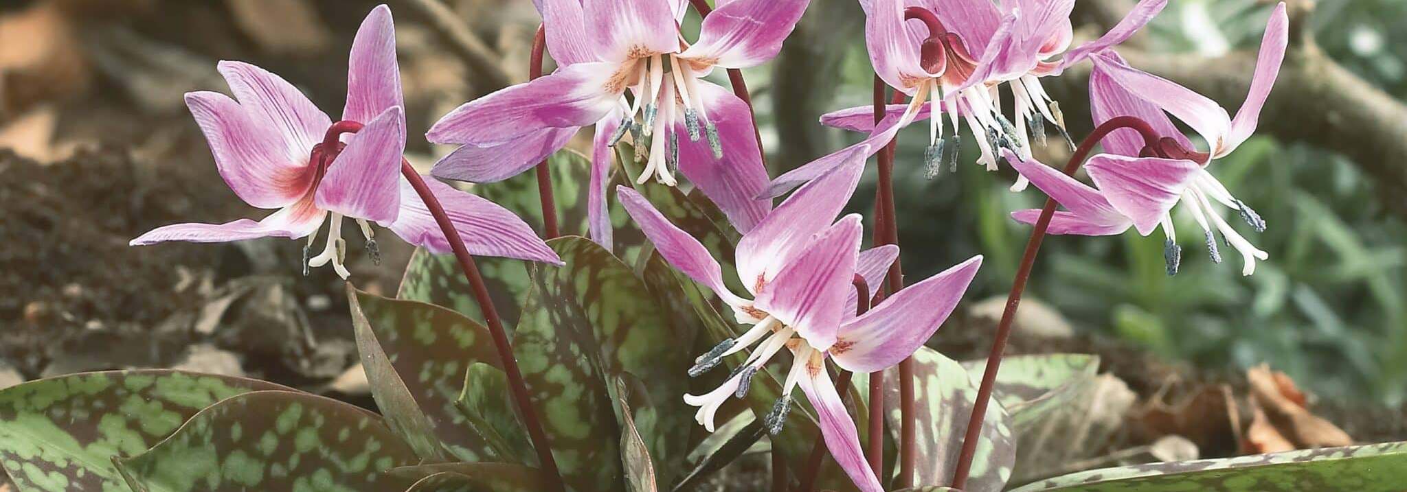 How to grow erythronium, dens-canis Purple King dog tooth violet in flower in April