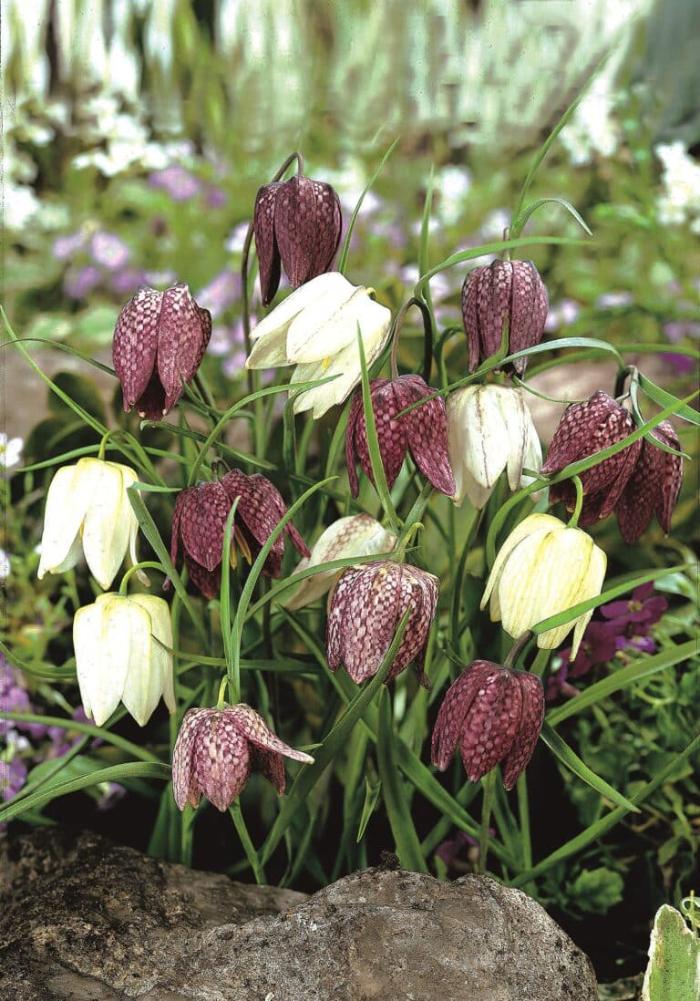 Snake&rsquo;s head fritillaries chequered in purple and white