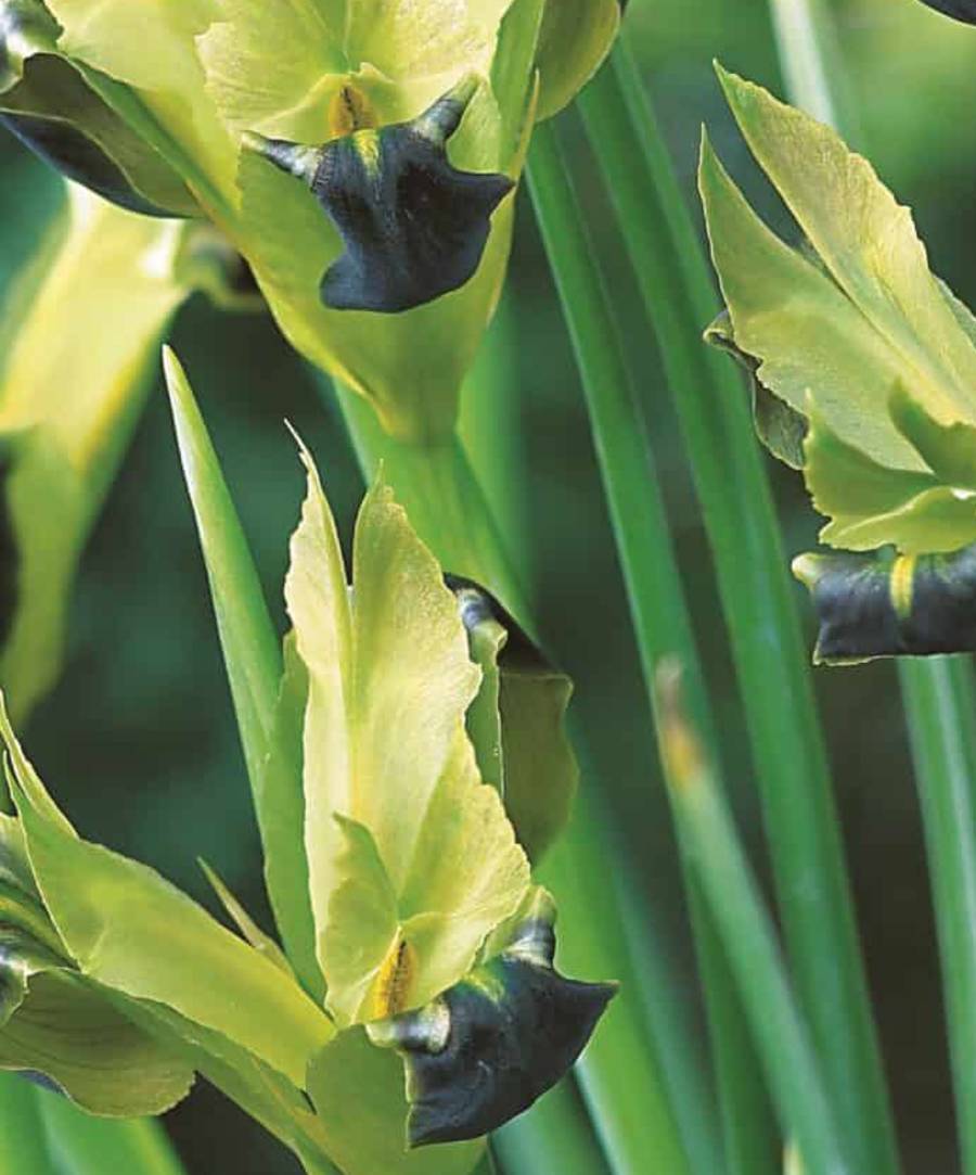 Widow iris flower close up, soft green standards and velvet black falls