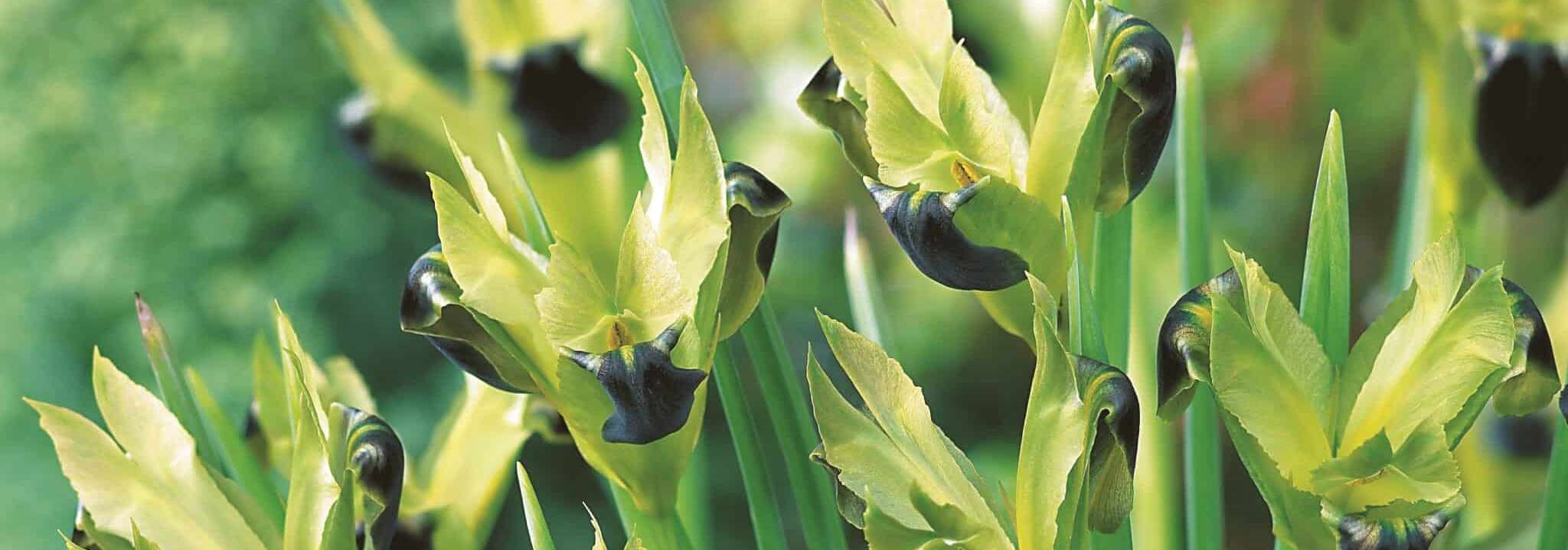How to grow Hermodactylus, the widow iris in green and black flower in April