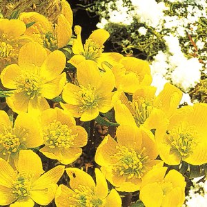 hyemalis, Winter Aconite