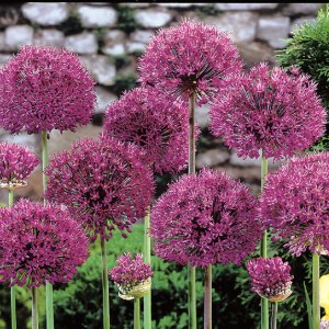Purple Sensation, Alliums