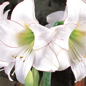 Picotee, Christmas Bulbs