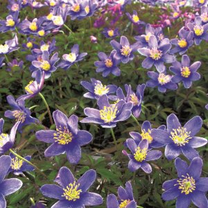 Royal Blue, Anemone