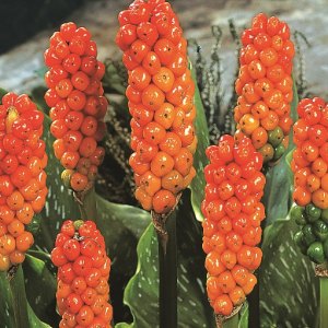 Marmoratum, Arum Italicum