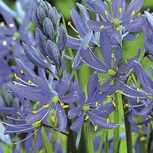 esculenta, Camassia