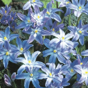 luciliae, Chionodoxa