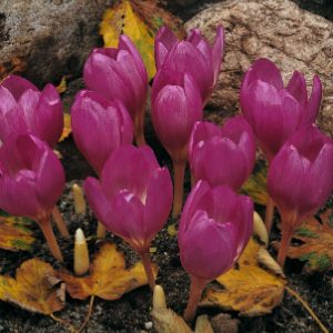 Colchicum Lilac Bedder, Colchicum and Autumn Crocus