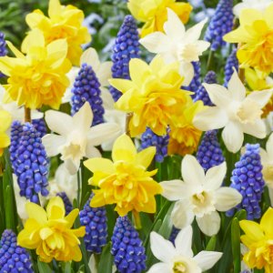 Dwarf Narcissi with Muscari, Combination Planting