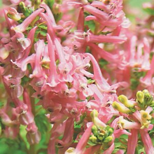Beth Evans, Corydalis solida