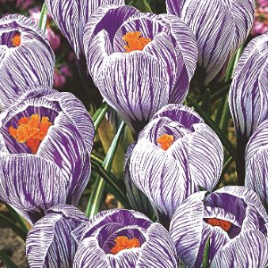 Pickwick, Crocus