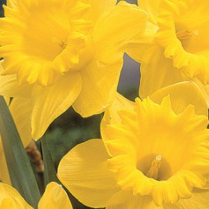 Dutch Master, Daffodils