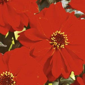 Bishop of Llandaff, Dahlias