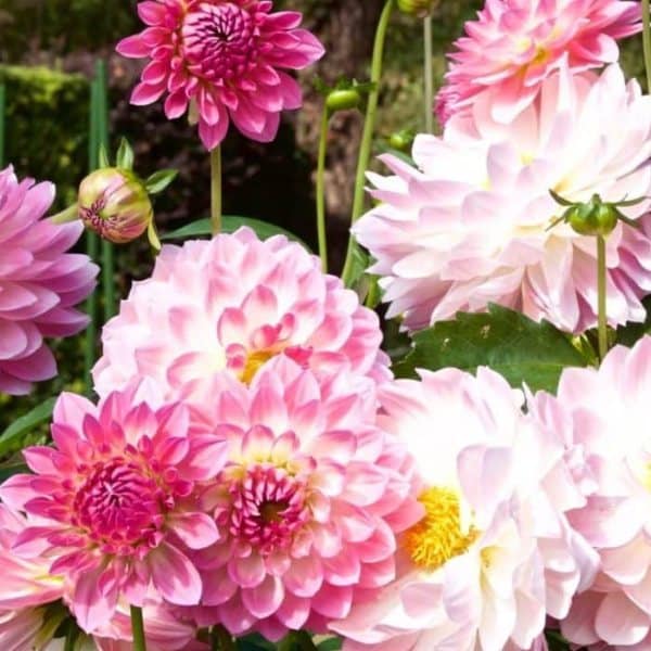 A bed of pink dahlias, Dahlias