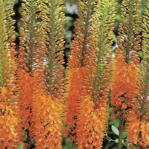 Cleopatra, Eremurus