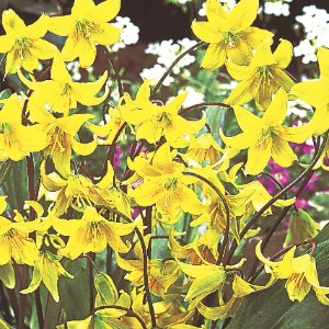 Pagoda, Erythronium