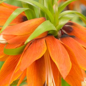imperialis Orange Beauty, Fritillaria