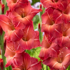 Mohican, Gladioli
