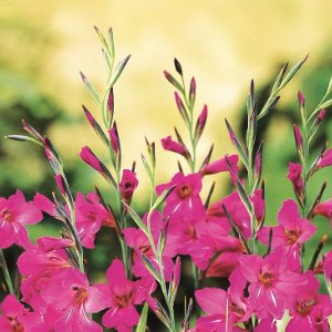 communis byzantinus, Gladiolus (Dwarf)