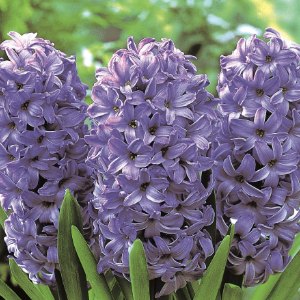Delft Blue, Hyacinths