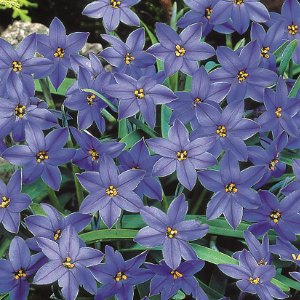 Jessie, Ipheion uniflorum