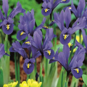 reticulata Harmony, Iris