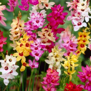 Ixia, Ixia