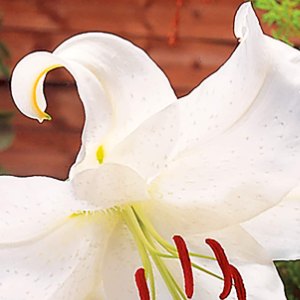 Casablanca, Lilies