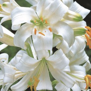 candidum, Lilium